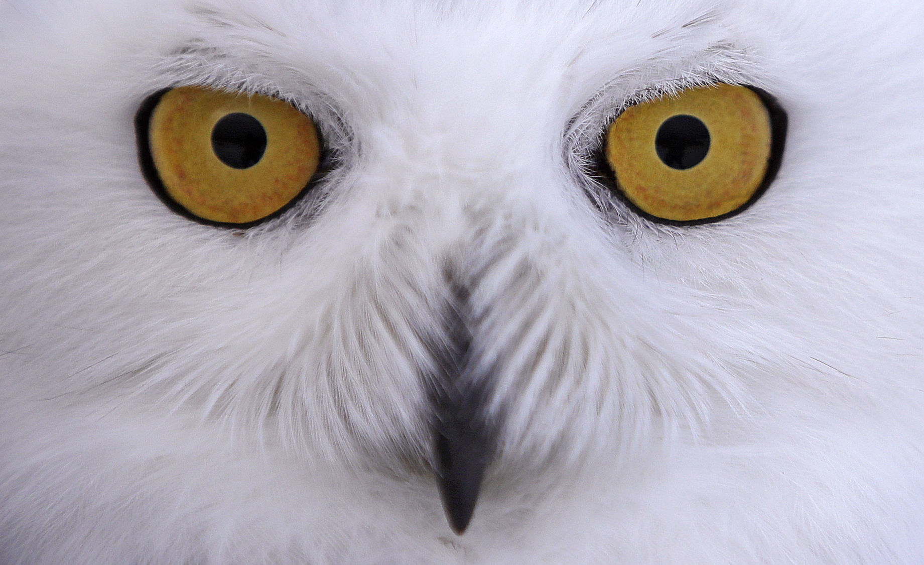 Snowy owl
